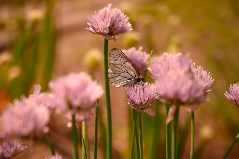 Butterfly and Flowers
